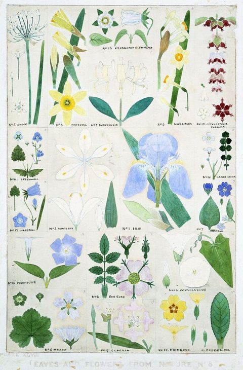 Watercolour. Botanical studies of eighteen flowers show the blossoms and leaves from different angles. Flowers include daffodils, iris, primrose, and morning glories among others.