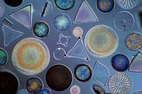 Microphotograph. Taken with the aid of a microscope, about three dozen kaleidoscopic single-celled organisms are in circles, a half-circle, triangular, rectangular, or marquise-shapes against a denim-blue background.