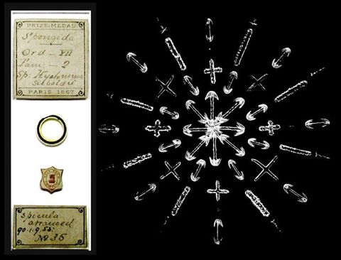 Microphotograph. Taken with the aid of a microscope, white forms like plus signs, double-sided arrows, and dashes are arranged to create a snowflake-like pattern against black. A label to the left reads, “Prize Medal Paris 1867” around handwritten notes.